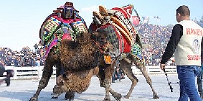 GELENEKSEL DEVE GÜREŞLERİ FESTİVALİ 21 OCAK’TA EFES SELÇUK’TA BAŞLIYOR
